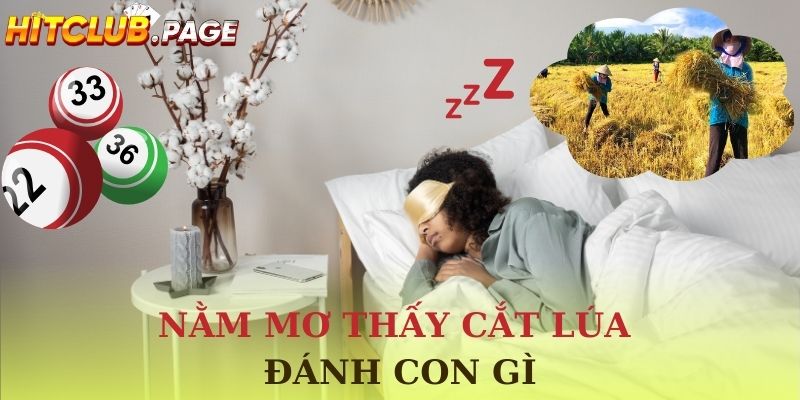 nằm mơ thấy cắt lúa đánh số gì